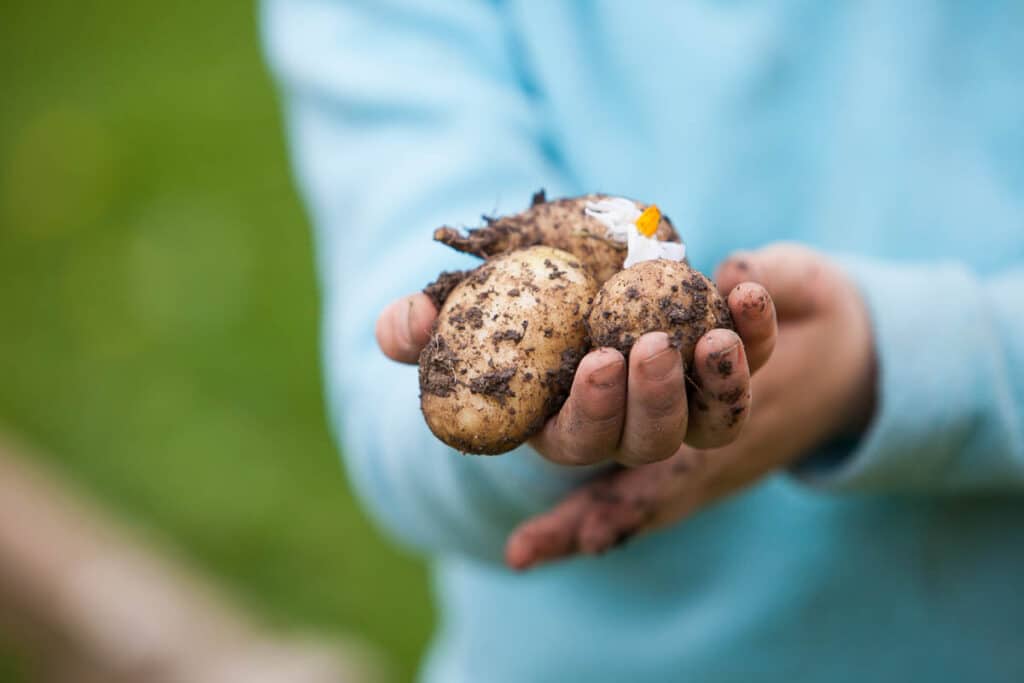 alles over aardappels