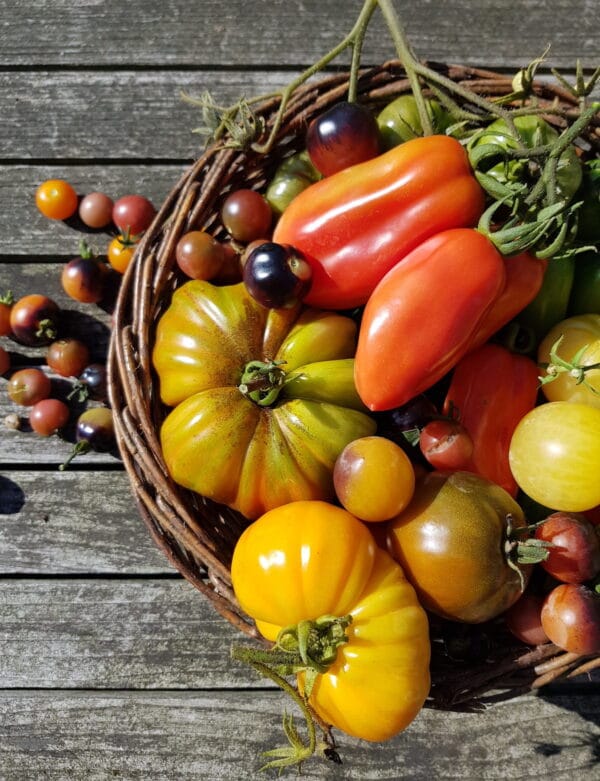 tomaten kweken in de moestuin4