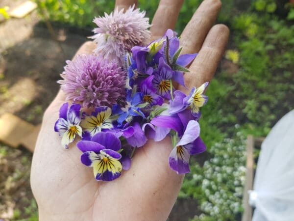 zelf eetbare bloemen kweken in de moestuin1