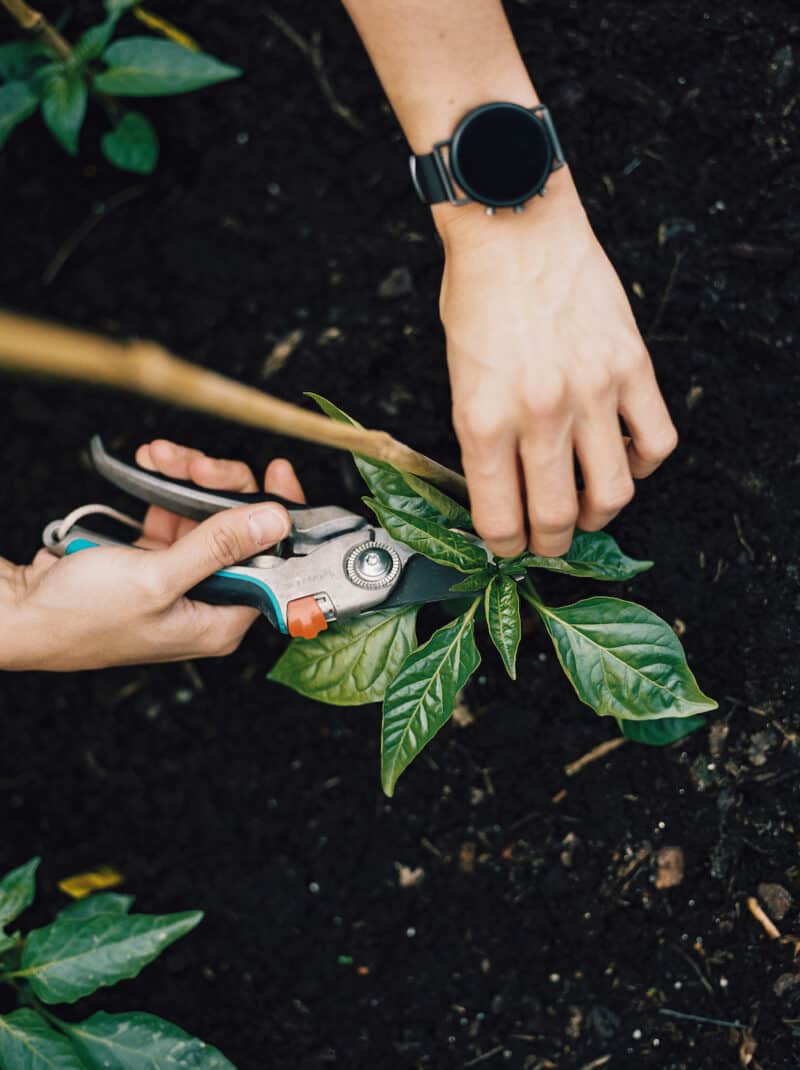 De moestuin in juli2