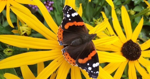 de ideale tuin Goed voor mens en dier 1