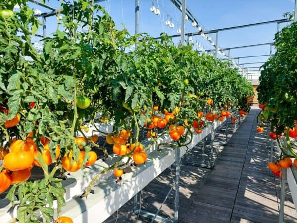 tomates 04 © NATURE URBAINE 2 min