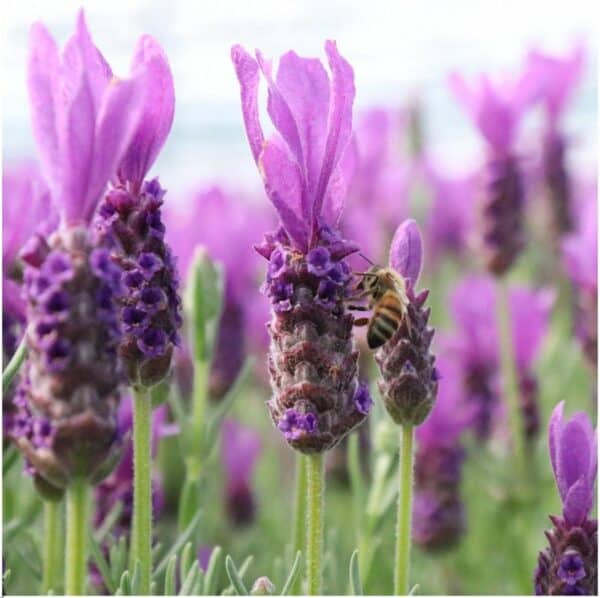 Lavendel Lavendel