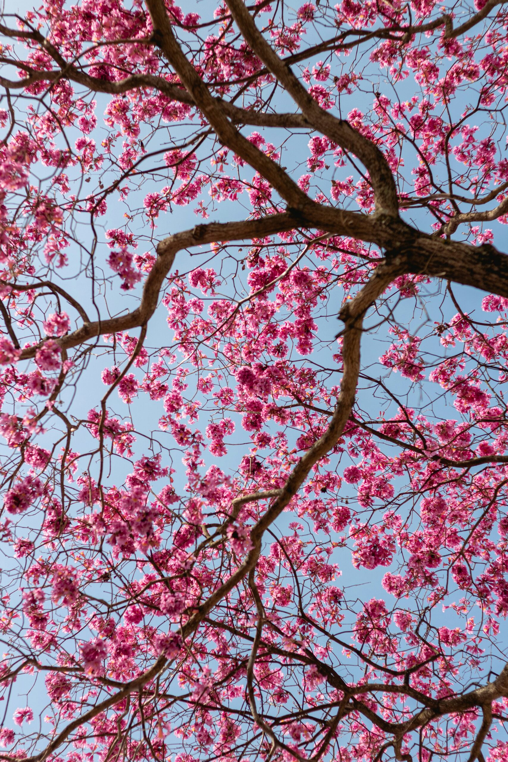 bruno thethe nu Qq1UYjx0 unsplash bruno thethe nu Qq1UYjx0 unsplash